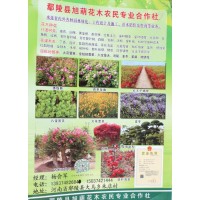 鄢陵旭萌花木 鄢陵银杏基地 许昌银杏树价格表 鄢陵嫁接银杏树