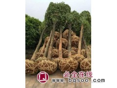 15~40公分精品全冠香樟容器苗 香樟树 永隆香樟树基地图1
