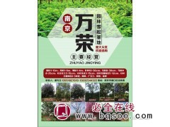 南京雪松基地 1-12米雪松批发 雪松价格 南京万荣雪松基地图1