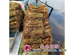 芦苇苗价格 芦苇盆栽 水体绿化 鞍山芦苇批发 凯盛花卉苗圃图1
