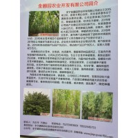 北苍术种苗基地 北京北苍术种苗价格表 北京金圃园农业