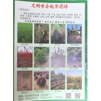 供应胶东卫矛小苗 河北苗木网 定州春敏苗圃专供卫矛 卫矛球