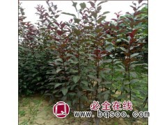红叶稠李苗图1