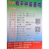 10-40公分蒙古栎 1年生蒙古栎苗 吉林苗木 希平苗木基地