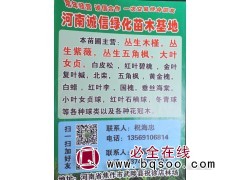 丛生木槿 焦作木槿苗 河南苗木网 诚信绿化苗木基地 木槿小苗图1