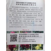 菏泽牡丹苗 油用牡丹批发 牡丹小苗 绿源牡丹芍药合作社