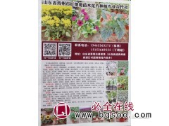 供应宿根花卉苗 青州花卉批发 花海造景 红艳艳苗木花卉 花苗图1