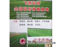 主营早熟禾、高羊茅、百慕大草坪系列 飞燕草坪基地 草坪批发图1