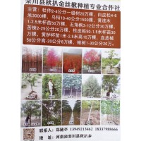 2-4公分杜仲一级树 杜仲苗 栾川杜仲基地 河南苗木网 杜仲