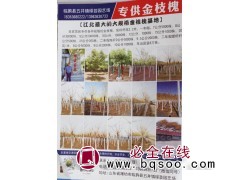 7公分金枝槐现货供应 山东金枝槐基地 金枝槐价格 宝芸苗木图1