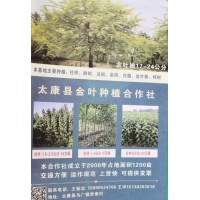 供17-24公分金叶榆树 周口金叶榆基地 太康金叶种植合作社