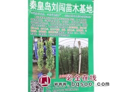 供应北海道黄杨苗 北海道黄杨基地 秦皇岛北海道黄杨 河北苗木图1