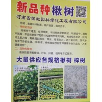 大量供应各种规格楸树 梓树 豫楸楸树基地 周口新品种楸树