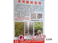 亚州楸树基地 河南楸树价格 周口楸树批发 亚州楸树小苗繁育图1
