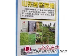 5千亩麦冬草基地 大中细麦冬草供应 山东麦冬草基地 麦冬草图1