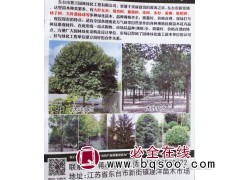 专业供应大叶女贞 东台大叶女贞基地 大叶女贞价格表 景兰园林图1