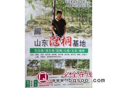 泡桐基地 山东泡桐基地 泡桐价格表 冠县景盛园林 山东苗木网图1