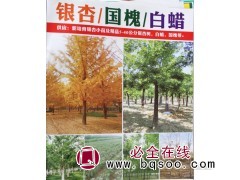 5-40公分银杏树 专供银杏树 邳州银杏 绿禾苗圃 银杏树图1