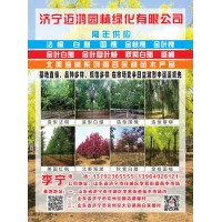 常年供应法桐、速生法桐 精品法桐 迈鸿园林 法桐价格表 法桐