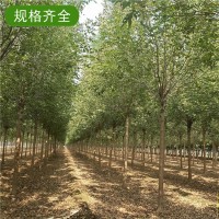 12公分白蜡 白蜡价格表 天佑苗木基地 济宁白蜡价格 白蜡树