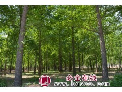 2-30公分银杏树 山东银杏 亿森园林 专供银杏树 银杏价格图1