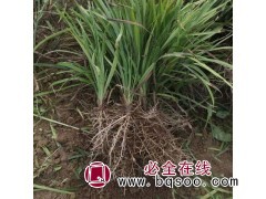 基地销售山东麦冬草 金边麦冬草 麦冬草联系方式 麦冬草价格图1