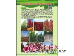 12-15公分老法桐 法桐基地 衡水法桐价格 衡水鸿运枫林图1
