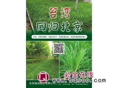供应苔草容器苗 苔草地苗 苔草种子 园林苔草苗 格润园艺苔草图1