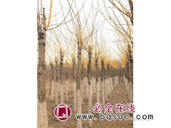 金枝槐4-12公分 金枝槐供应 金枝槐价格 冠县绿城苗木基地图1