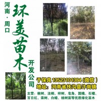 周口楸树基地 环美苗木专供楸树 楸树小苗批发 楸树价格表