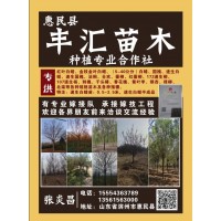 5-40公分白蜡 惠民白蜡价格 丰汇苗木 白蜡基地 精品白蜡