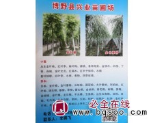 博野苗木网 供应白榆 金叶榆 榆树苗 博野兴业苗圃 白榆苗图1