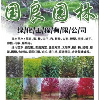 国良园林专供苹果树 苹果小苗 苹果小苗基地 苹果树大量批发