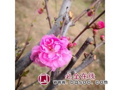 榆叶梅基地 河北榆叶梅价格 榆叶梅工程苗 泽洋园林供榆叶梅图1