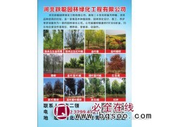 供应金枝槐 河北金枝槐 金枝槐基地 金枝槐价格 河北跃聪园林图1