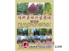河北国槐基地 博野国槐价格表 振兴苗圃 精品国槐 速生国槐树图1