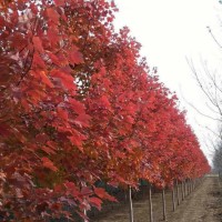 红冠红枫3-12公分 美国红枫基地 枫丽中华红冠苗木基地