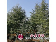 青岛雪松价格 雪松基地 李洪臣家庭农场 雪松精品树 雪松树图1