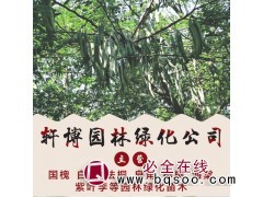 白蜡基地 山东白蜡 菏泽白蜡价格 轩博园林专供白蜡 速生白蜡图1