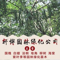 白蜡基地 山东白蜡 菏泽白蜡价格 轩博园林专供白蜡 速生白蜡