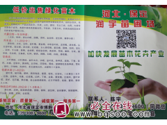 大量出售一年生速生白蜡苗 河北白蜡苗 保定苗木网 润宇苗圃图1