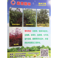 毛梾苗供应 车梁木基地 河南苗木 毛梾苗价格 嘉苗园林