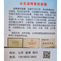 淄博苗木网 高杆流苏3万棵 流苏树 流苏基地 淄博春然苗圃