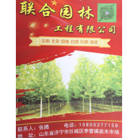 专供法桐 山东法桐树 济宁法桐基地 联合园林专供法桐树 法桐