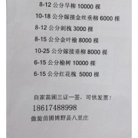 8-12公分旱柳10000棵 旱柳苗 河北柳树 四季苗木