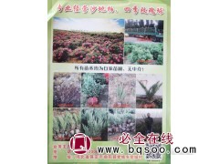 四季玫瑰球 四季玫瑰价格 河北苗木网 曲阳林通苗圃 四季玫瑰图1