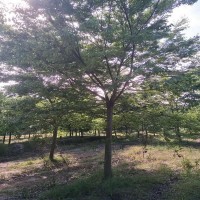 14-18公分红榉树 山东榉树基地 红榉树 立森林业 榉树