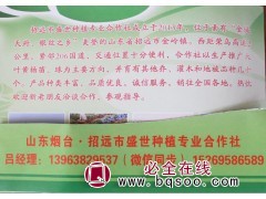 大叶黄杨球 大叶黄杨苗 烟台苗木网 大叶黄杨绿篱苗 盛世苗木图1