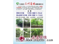 千亩黄山栾树 三叶园林 14-15公分栾树基地 精品栾树价格图1