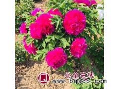 厂家直销牡丹直营 芍药鲜切花种植 芍药苗 观赏芍药 菏泽三保图1